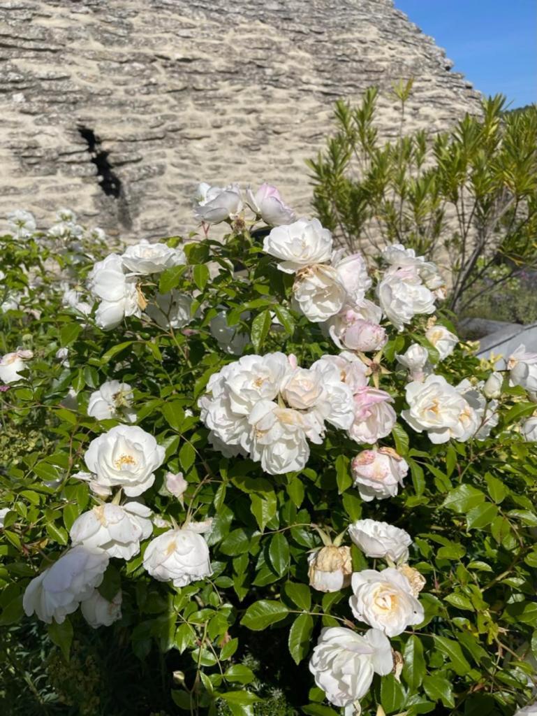 La Borie En Provence Bed & Breakfast Gordes Bagian luar foto